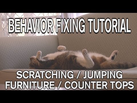 How to STOP scratching or jumping on furniture or counter tops