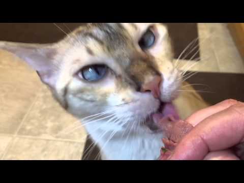 Sushi Bengal Cat eating raw beef