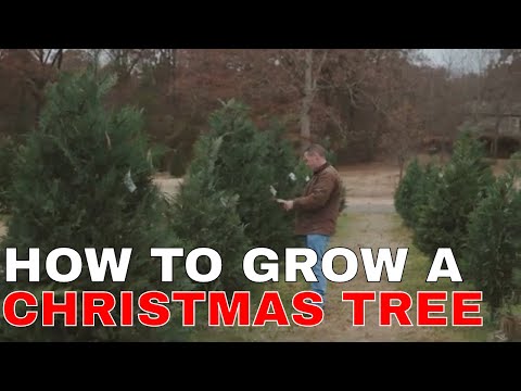 , title : 'How to grow a Christmas Tree'