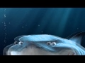 Finding Nemo Opening Credits