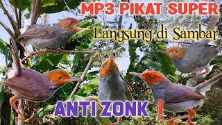 Download lagu Mp3 Prenjak Kepala Merah Pikat Super Ampuh Anti Zonk ❗ mp3