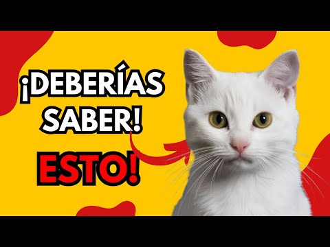 ¡5 CURIOSIDADES IMPRESIONANTES SOBRE LOS GATOS BLANCOS QUE DEBERÍAS SABER!