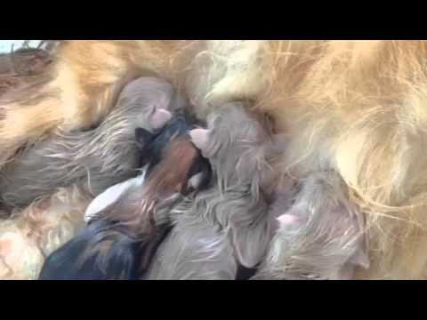 shiju has given birth to four kittens