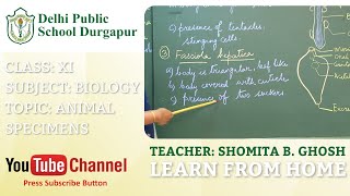 CLASS XI | TOPIC: ANIMAL SPECIMENS | BIOLOGY | LAB | DPS DURGAPUR