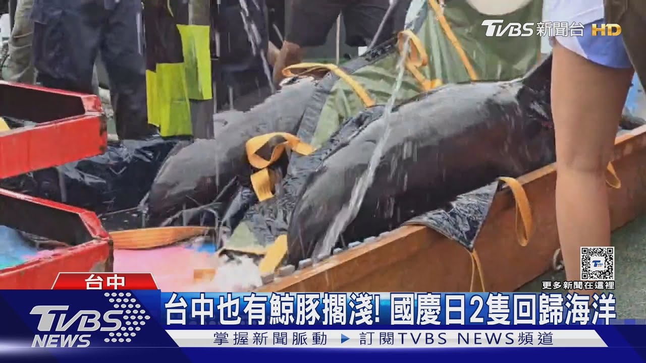 鯨豚擱淺頻傳與颱風有關?瓜頭鯨「現身苗栗近岸海灘」 急救不治死亡