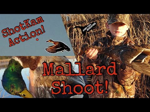 Instant Classic! - He Did It! - Son's First Duck! - Quick Mallard Shoot! - ShotKam Action!