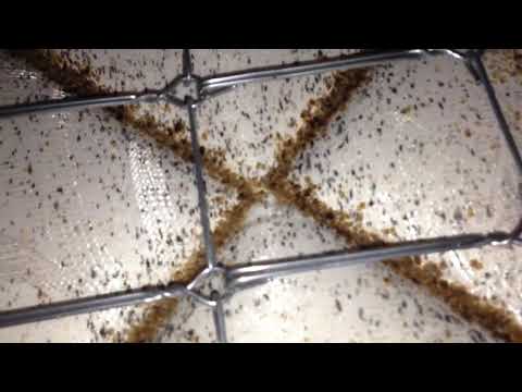 Code Red Bed Bug Infestation Removed in Normandy Beach, NJ