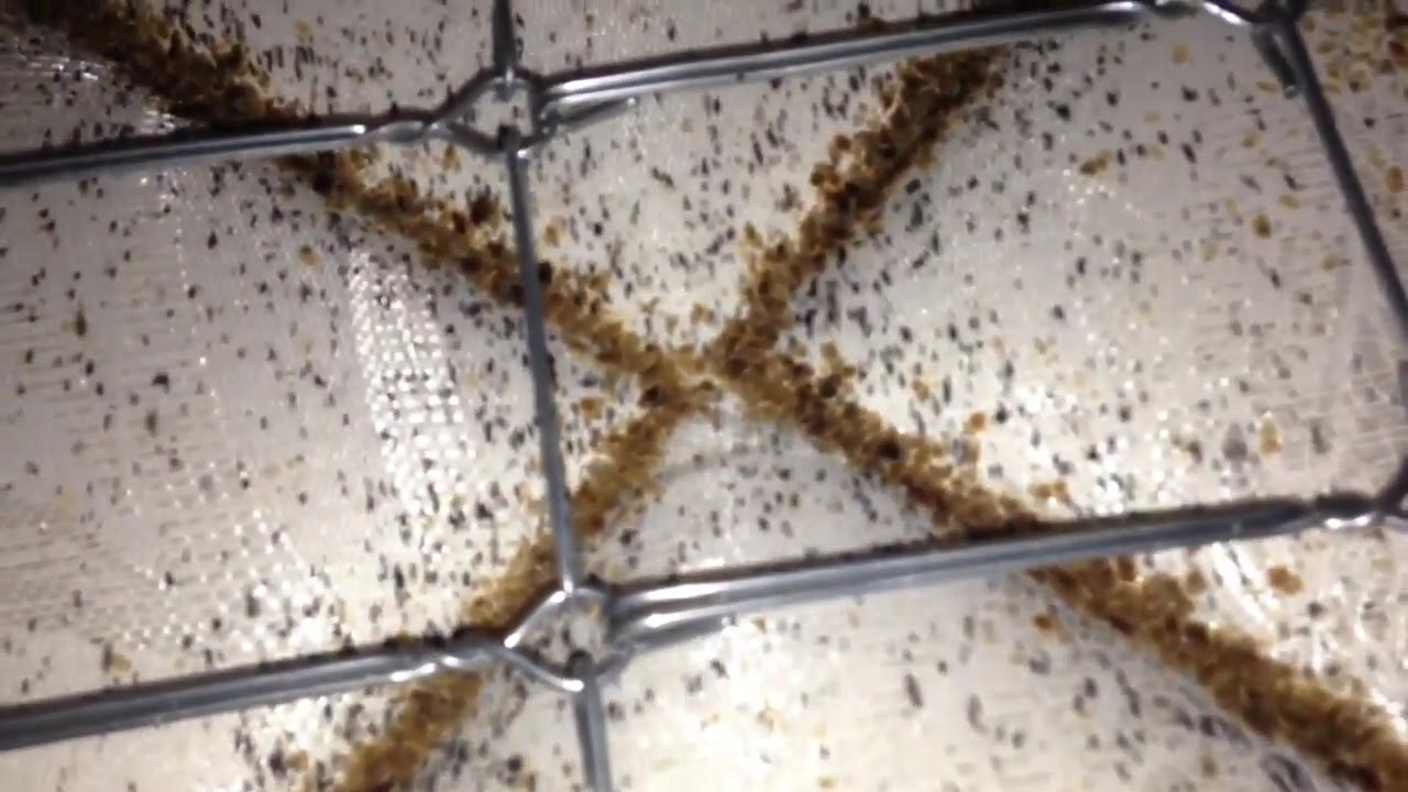 Severe Bed Bug Infestation Removed in Normandy Beach, NJ