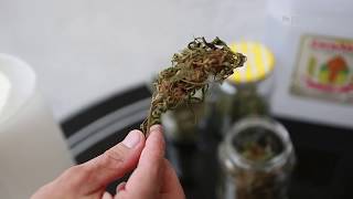 Episódio 4: Pai mostra como produz óleo de maconha em casa