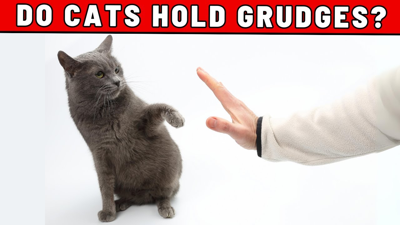 If You Accidentally Hurt Your Cat, How Long Will They Remember This?