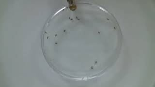 Newswise:Video Embedded air-pollution-impairs-successful-mating-of-flies