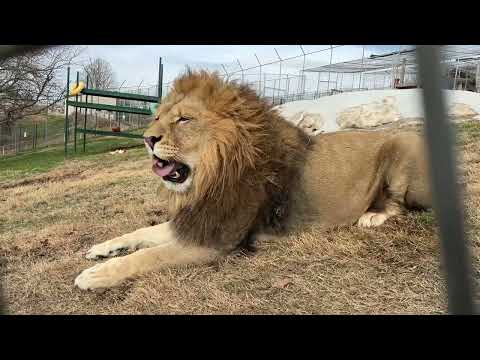 Good morning from Mufasa and Scar! ☀️🦁🦁