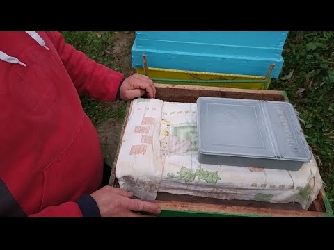 Aspecte importante pentru iernarea în condiții optime a familiilor de albine