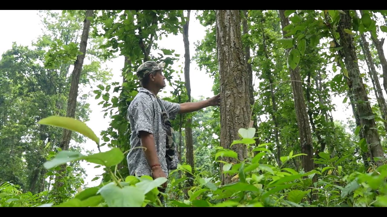 Understanding SAGE: A guide to equitable forest governance