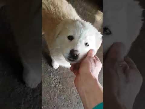 Mama Flora & Welpe Naima (4) - New Home for Strays e. V.