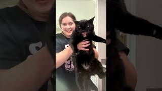 #cat #cute #catvideo #cutecat #funnyvideo