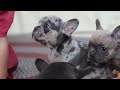 French Bulldog dogs for sale: April - Video 1