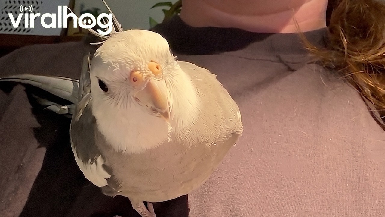 Opera Singer and Cockatiel Perform Duet || ViralHog