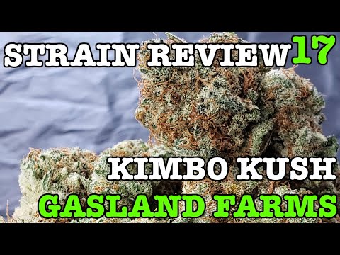 KIMBO KUSH STRAIN REVIEW 17 [ GROWERS ONLY CO ]