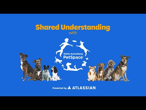 How building a shared understanding rescues hundreds of animals a year