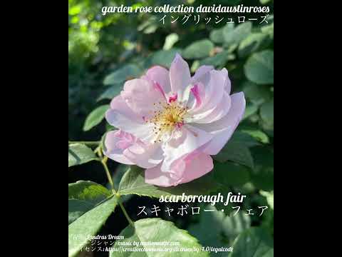 イングリッシュローズ「コーヴィデール」 植物