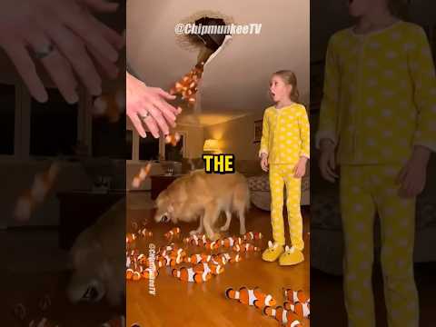 Clownfish Fell From My Ceiling... Who Did This?! 😳🐟 #animalrescue #goldenretriever #humanity