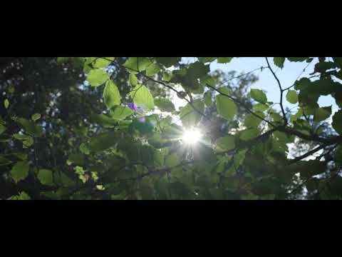 Cécile Andrée Nature FULL ALBUM