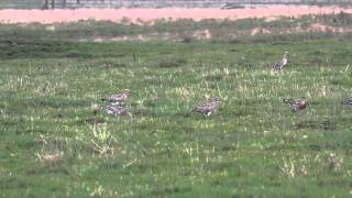 Curlews at Elmley RSPB Reserve