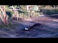 DEER KILLS DEER In TEXAS HILL COUNTRY