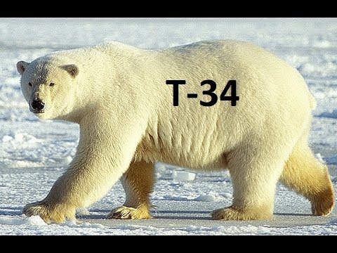 Белый медведь с надписью Т-34