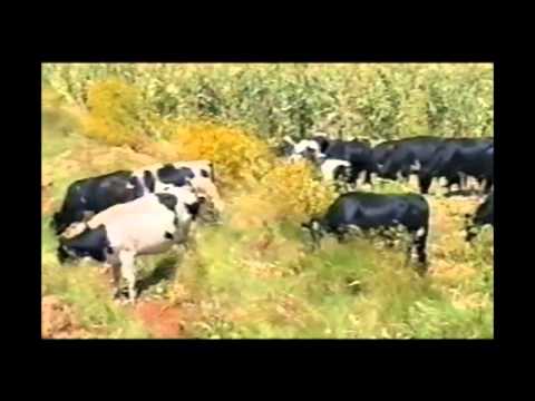 Tigrayna, Teklebrhan (Wedi Berber) Gebrezgiher