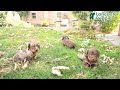 Miniature Dachshund dogs for sale: Todo - Video 1