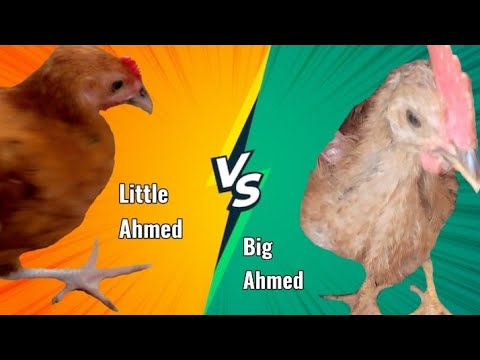 Chick 🐤 Fight || Little Ahmed VS Big Ahmed || Yusha Efti Yamen