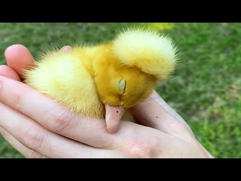 This Special Needs Duckling is the Sweetest There Ever Was!