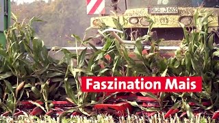 Faszination Mais
