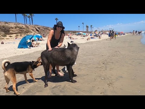 Giant Wolfdog goes to the Dog Beach!
