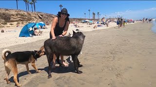 Giant Wolfdog goes to the Dog Beach!