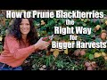 How to Prune Blackberries the Right Way for Bigger Harvests