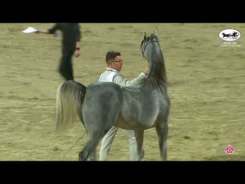 N 140 MERHIJ AL HINDAL   KPAHS Straight Egyptian Show 2023   Colts 2 Years Old Class 7