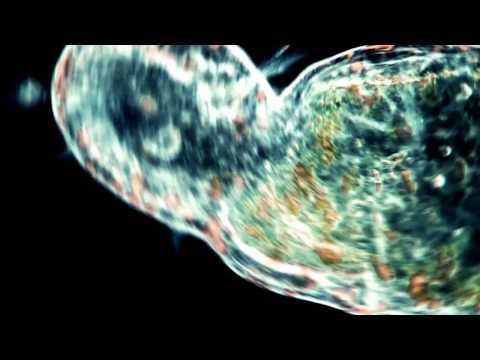 The American Plague - Leviathan