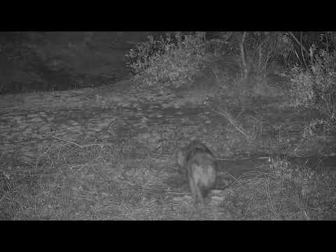 Djuma: Lone Hyena walks by and across the dam wall - 00:05 - 09/27/20