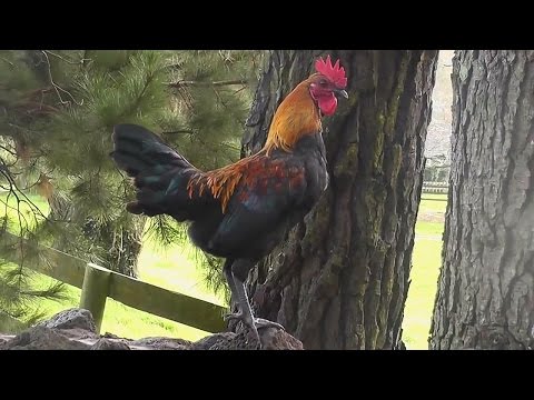 Rooster crowing loud in the early morning !