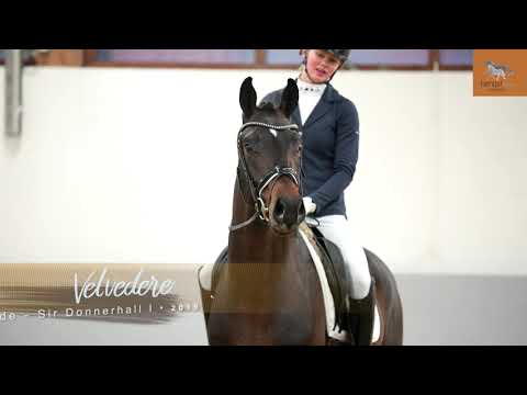 Velverdere - H *2019 von Valverde x Sir Donnerhall I