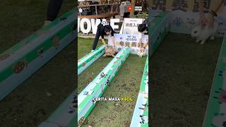Download lagu Tortoise vs. Rabbit Race: Who Will Win? mp3 Download lagu Tortoise vs. Rabbit Race: Who Will Win? mp3