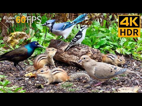 Cat TV for Cats to Watch 😺 Playful Chipmunks Squirrels and Birds Up Close 🐿 8 Hours 4K HDR 60FPS