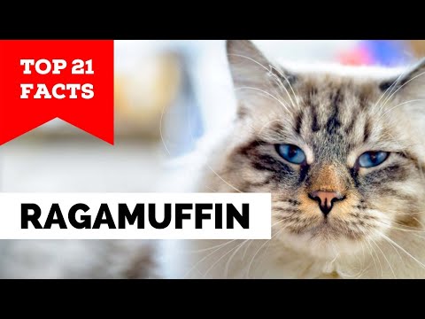 99% of Ragamuffin Cat Owners Don't Know This