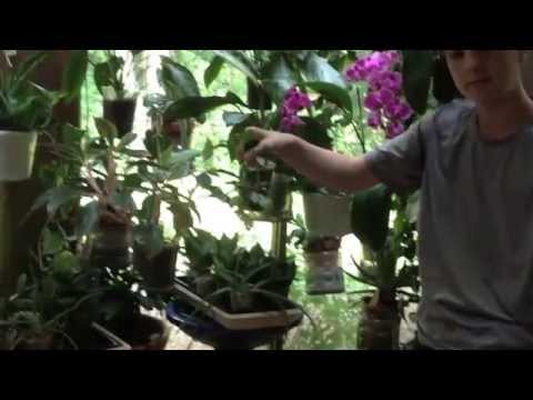 How to propagate Pachysandra