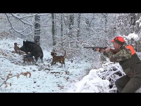 Hunting Serbia - Wild boar hunting | Lov divlje svinje lovište Ožalj Prijepolje |Caccia ai cinghiali