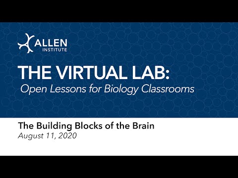 The Virtual Science Lab | The Building Blocks of the Brain