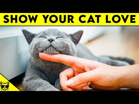 How To Show Your Cats You Love Them So They Will ...
